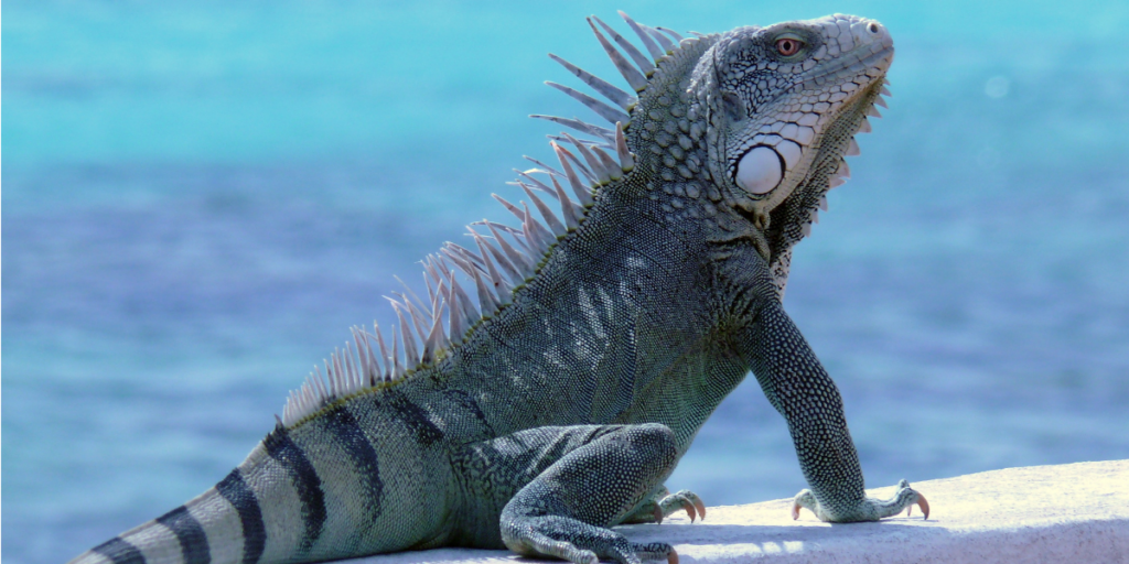 Hypotheekrente en voorwaarden op Bonaire
